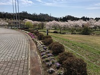 第2回目の活動で河東総合体育館正面脇に定植した芝桜